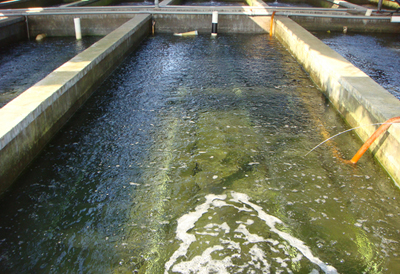 龍鐵污水處理成功案例 龍鐵污水處理成功案例