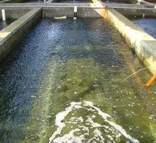 魯氏污水處理成功案例 魯氏污水處理成功案例